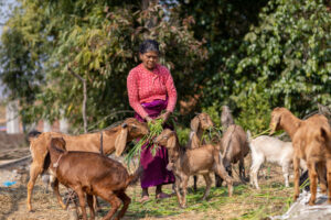 A woman feeds a group of goats.