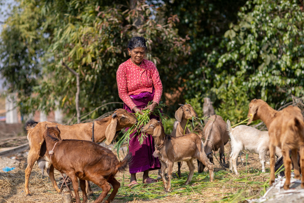 A woman feeds a group of goats.