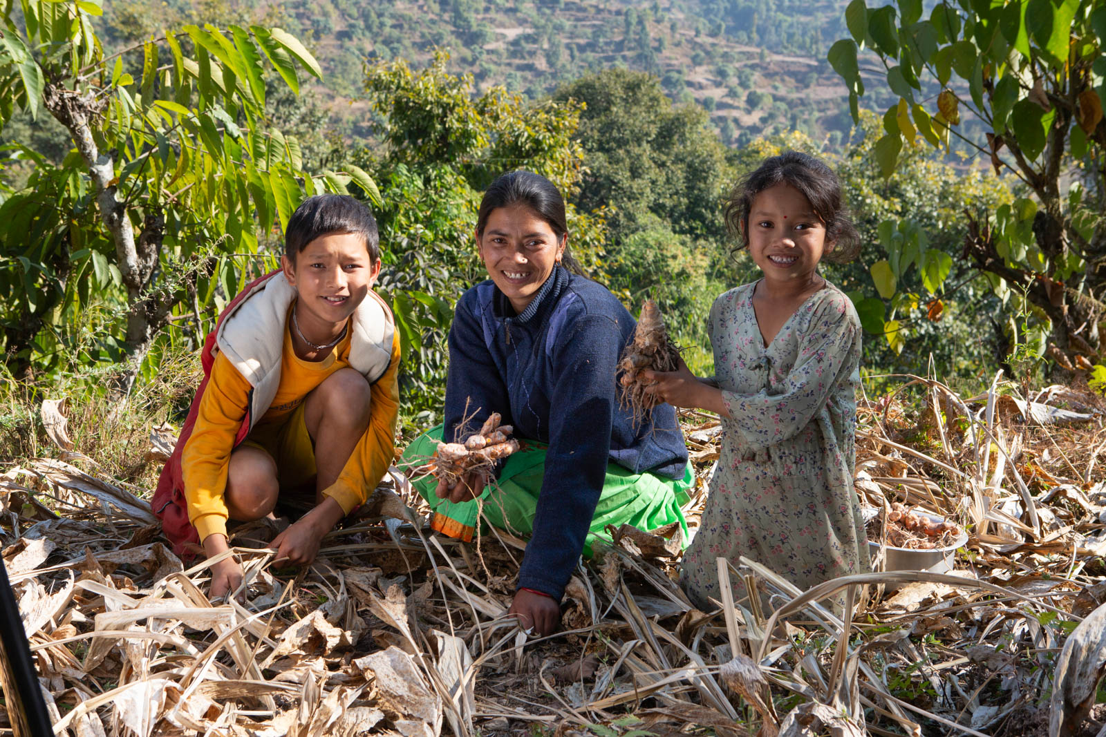 A woman kneels in a turmeric field alongside two children.