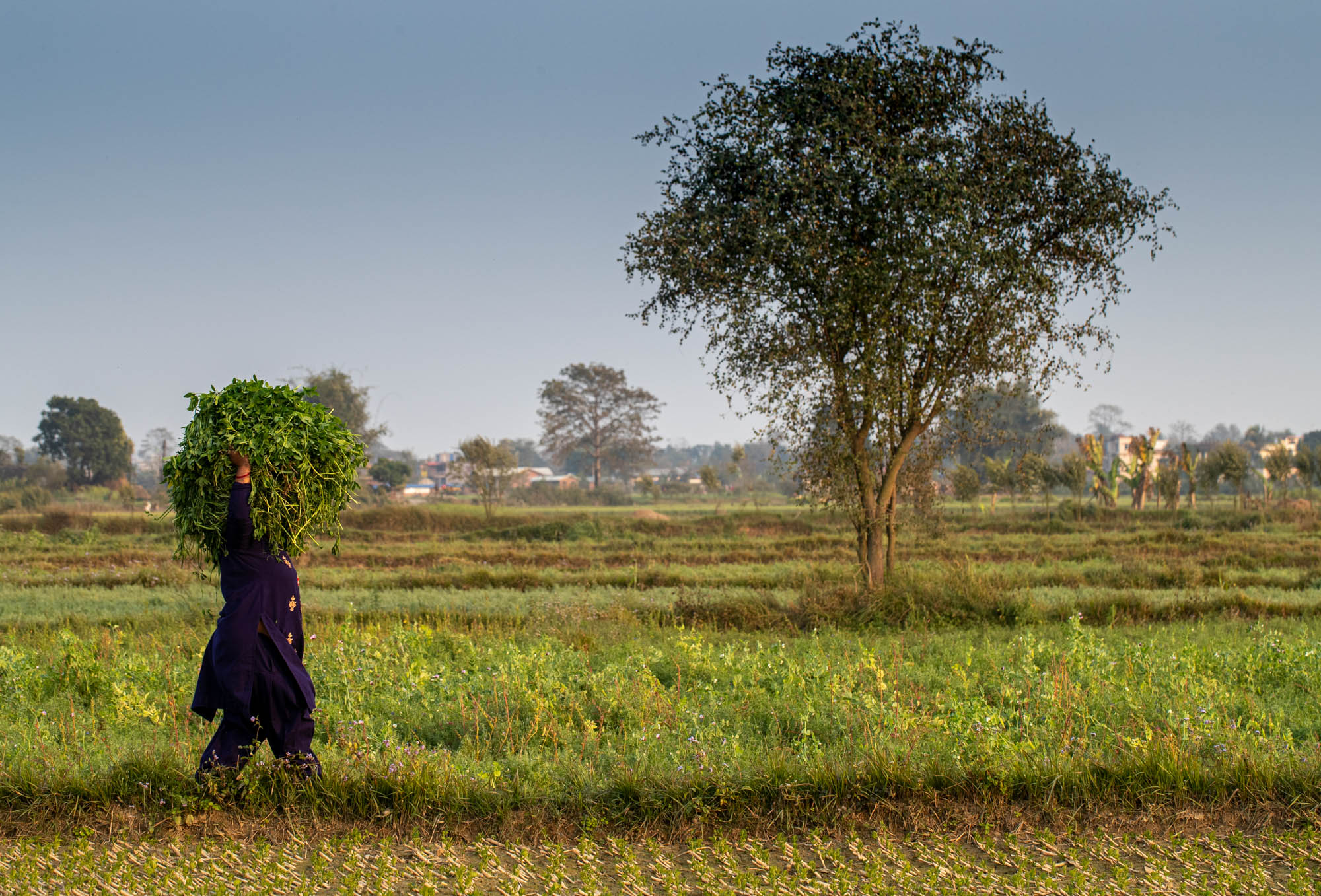 A Nepali woman holding a bundle of cattle forage.