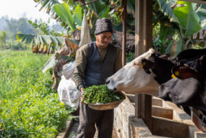 A Nepali man feeds a cow green forage.