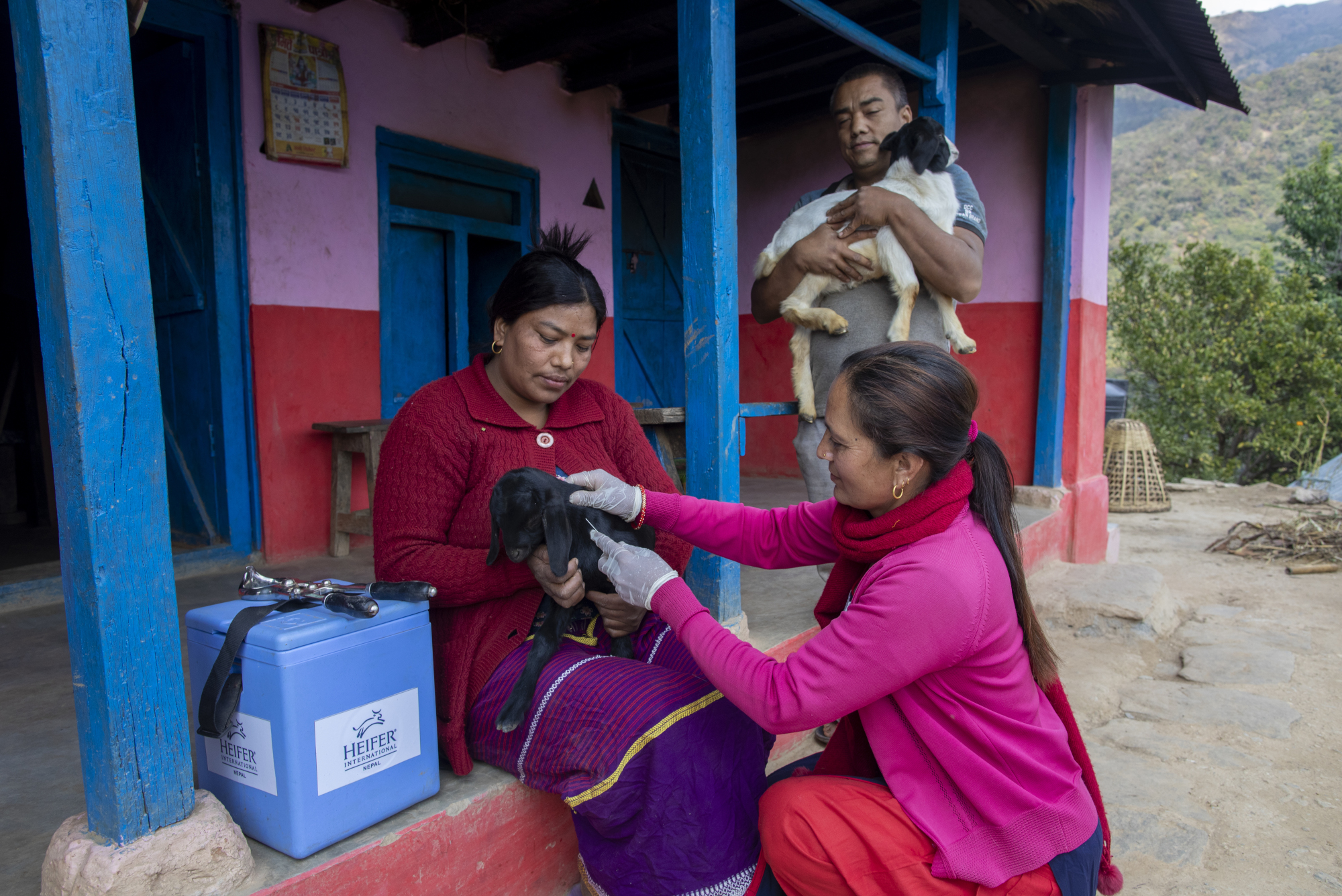 A woman vaccinating a farmer's goat in a village. 