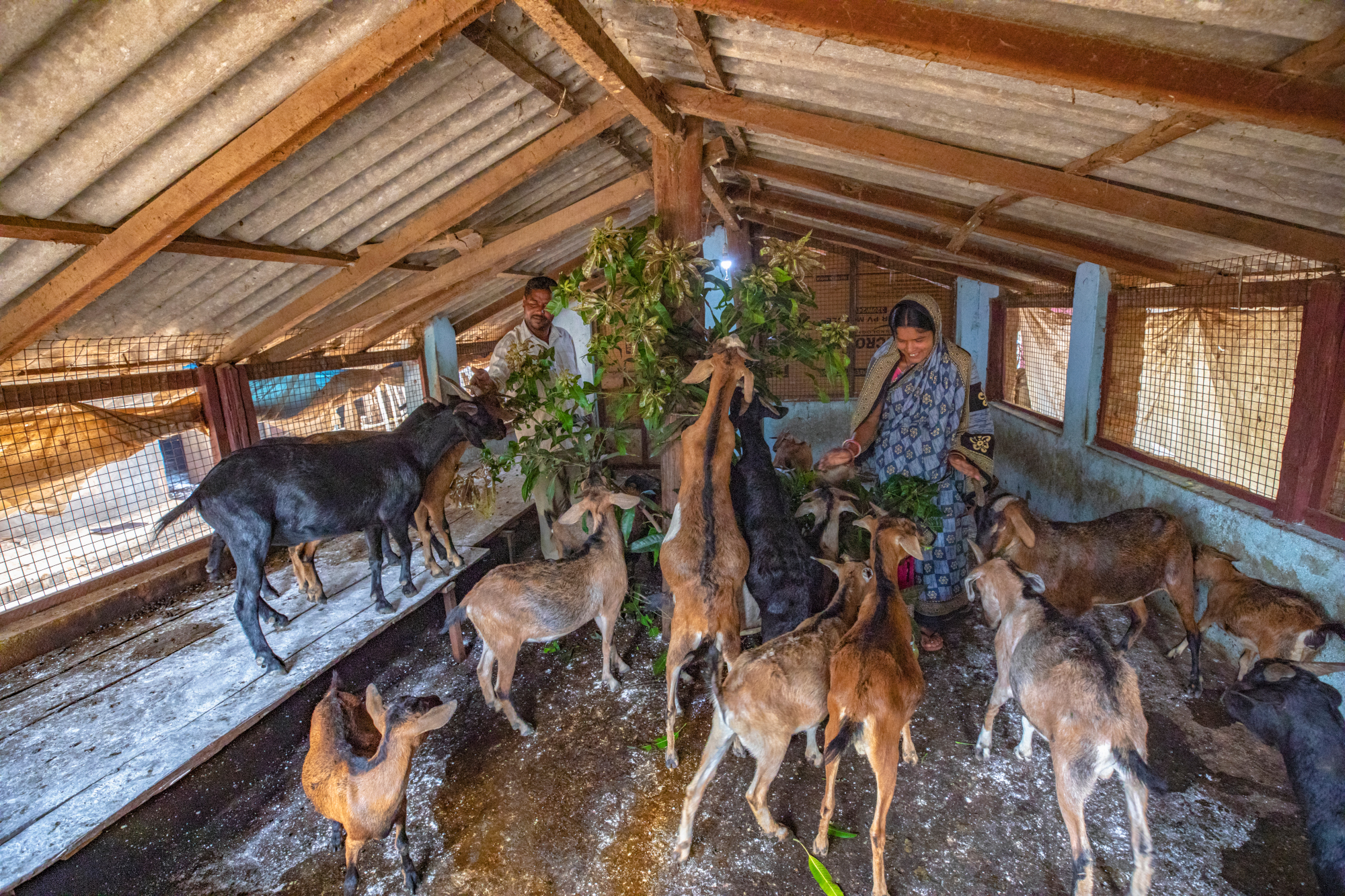 A man and a woman feeding grass to their herd of goats inside a goat shelter.
