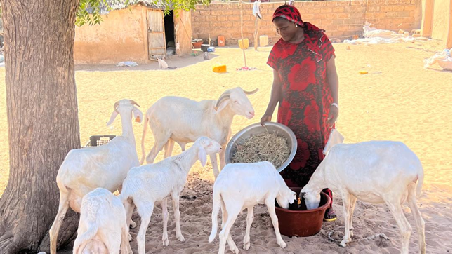 A woman feeds sheep beside her home.