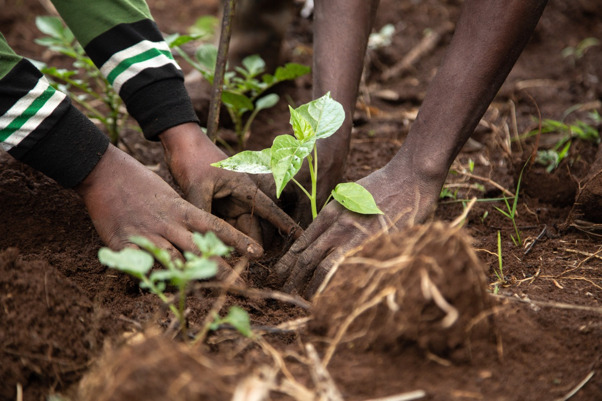 A close up shot of hands planting a seedling into soil.