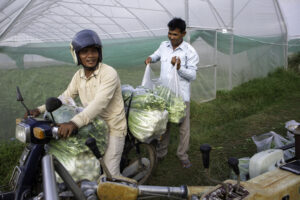 Chhol Chhouy (left) and Minh Savoeun, 57, pack a moped to transport bags of vegetables to market in Prey Vihear commune, Cambodia on December 14, 2024.