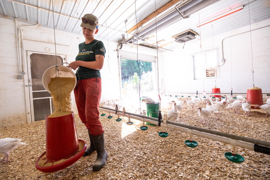 Farmer feeds chickens inside poultry barn