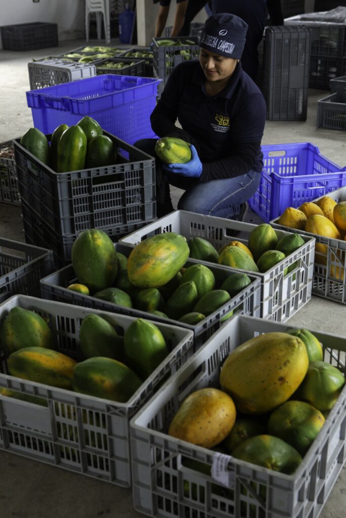 Heifer International - Ecuador, August, 2025. Future of Food Signature Program/Future of Food subproject (Project # EC1266). Puerto La Boca community, Jipijapa Canton, Manabí Province, Ecuador. Anais Piguave cleans papayas at the Puerto La Boca Collection Center in Puerto La Boca, Ecuador on August 9, 2025. The collection center organizes and delivers food to local students as part of a school feeding program.