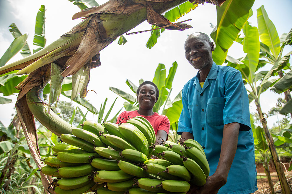 Man and woman sharing the load while carrying a large bunch of bananas in Rwanda.