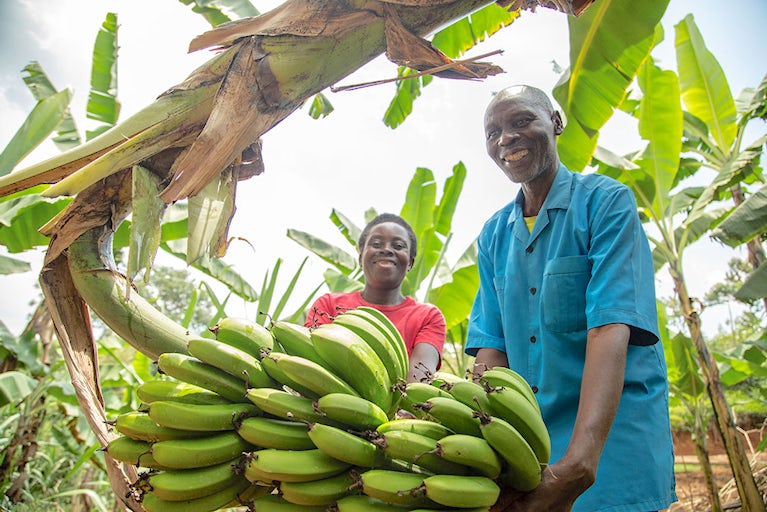 Man and woman sharing the load while carrying a large bunch of bananas in Rwanda.