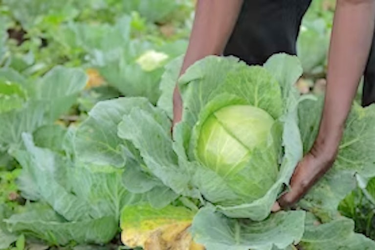 A person holding a large vegetable like cabbage in a field. Only their arms and legs are visible.
