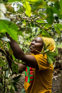 A woman in Rwanda harvesting from her banana plants.