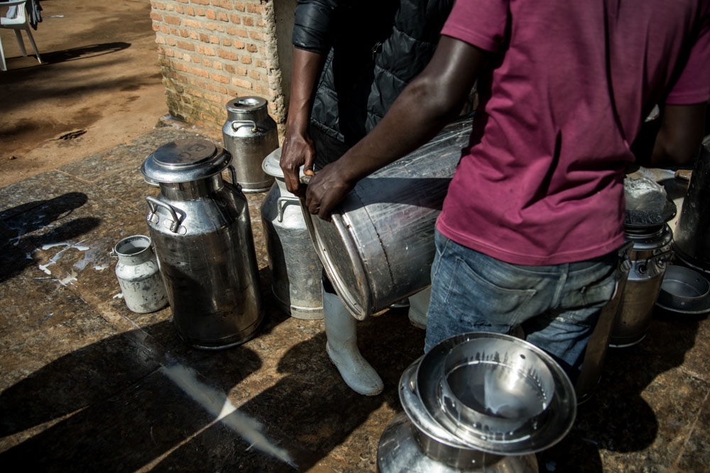 Two men handle large metal milk containers at a dairy collection point.