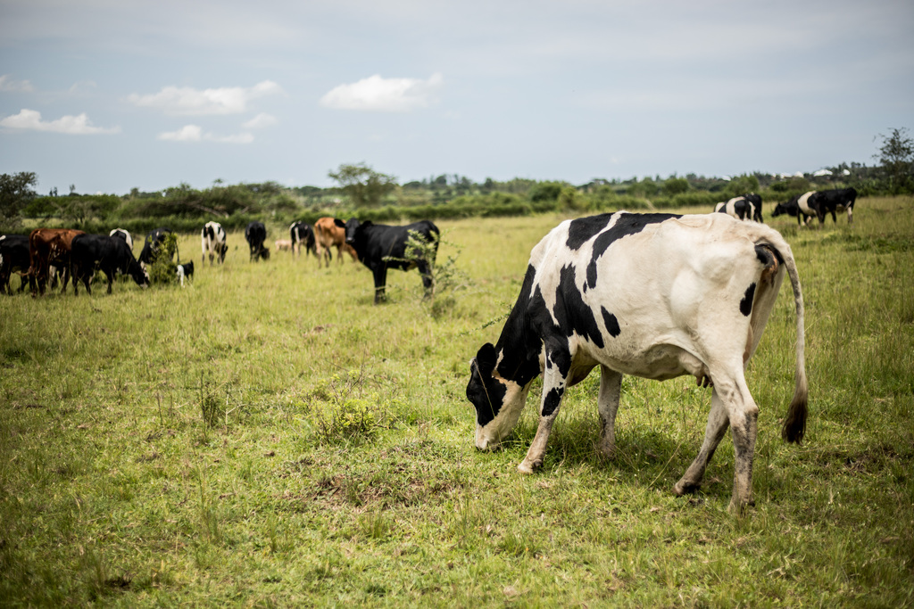 Cows stand in a green field in Rwanda. The landscape is visible behind them