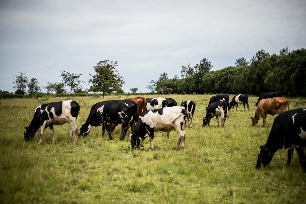 Cows graze in a field