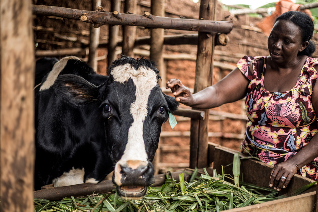 A woman in a colorful patterned shirt tends to a black-and-white cow in a wooden pen, feeding it fresh green grass. The cow looks towards the camera while the woman gently touches its ear.