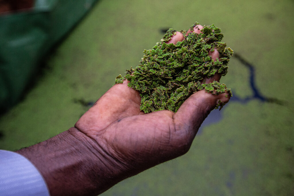 Fresh Azolla plant held in a farmer’s hand above a pond.