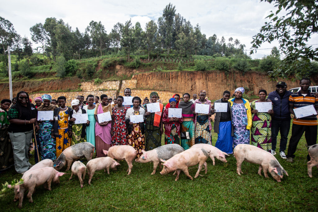 A group of farmers hold certificates while several pigs graze in front of them during a community ceremony in rural Rwanda.