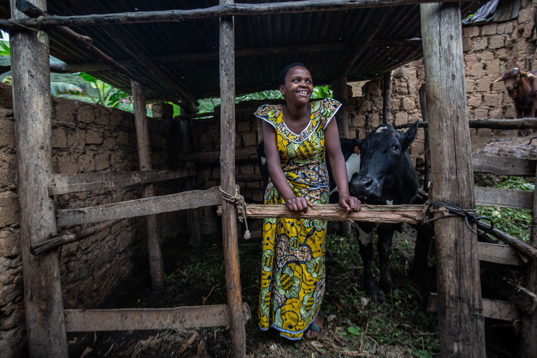 A woman stands inside a wooden livestock pen beside a cow.