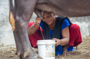 A woman milks a buffalo.