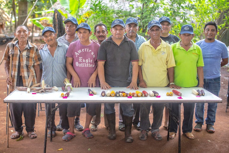 Men standing behind a table with corn on the table