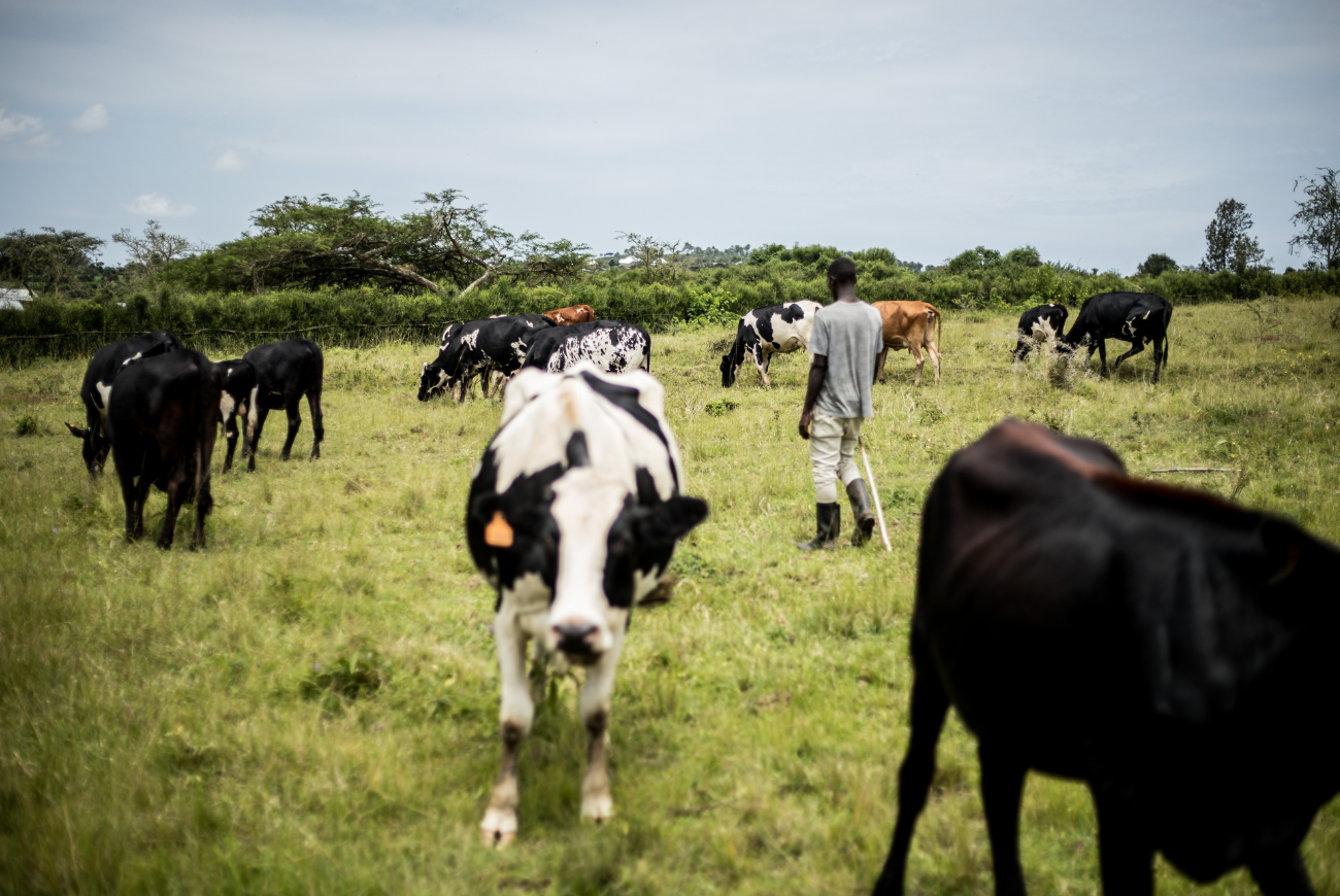 Farmer tending to dairy cows in a green field in Nyagatare, Rwanda.