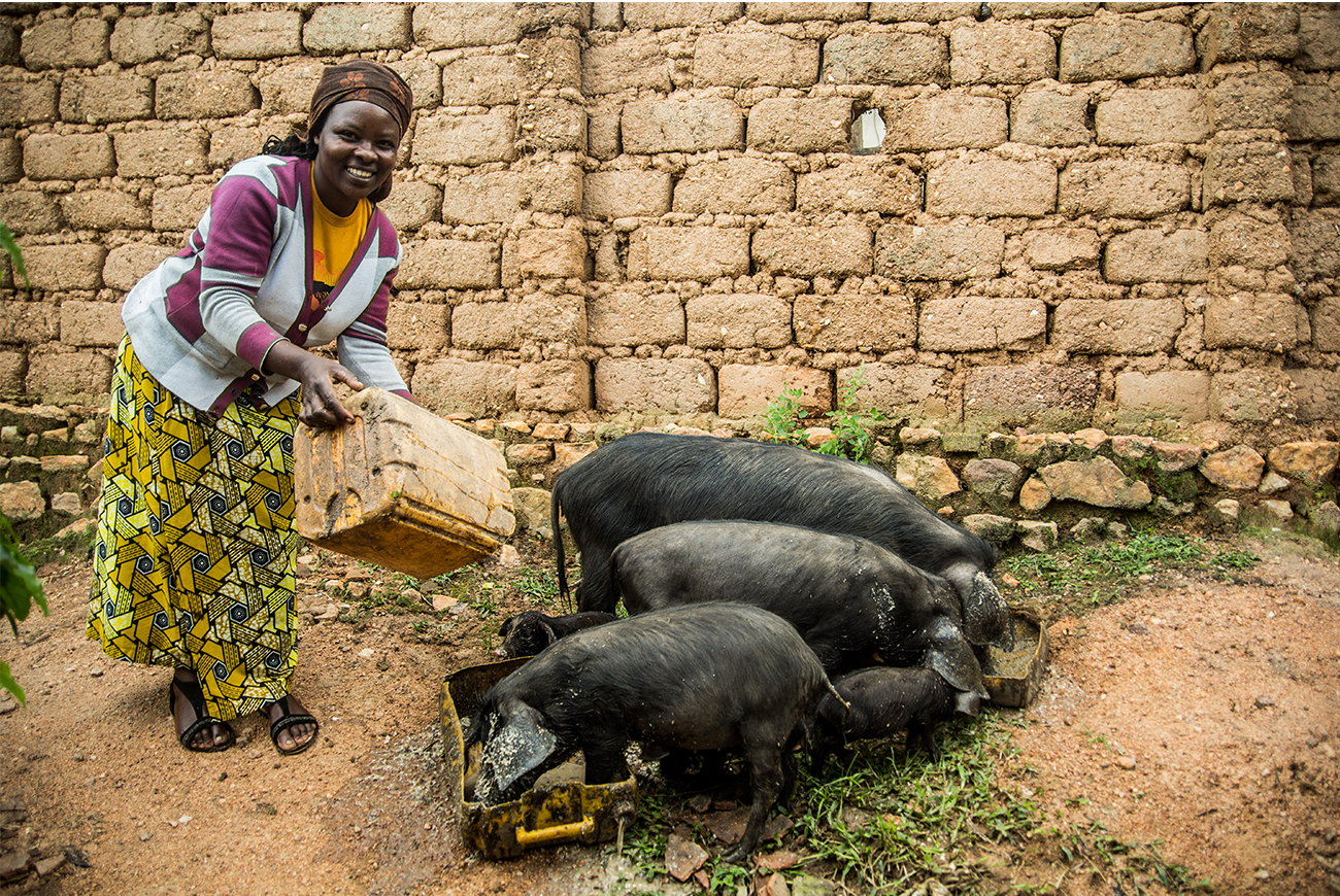 A woman feeds her pigs.