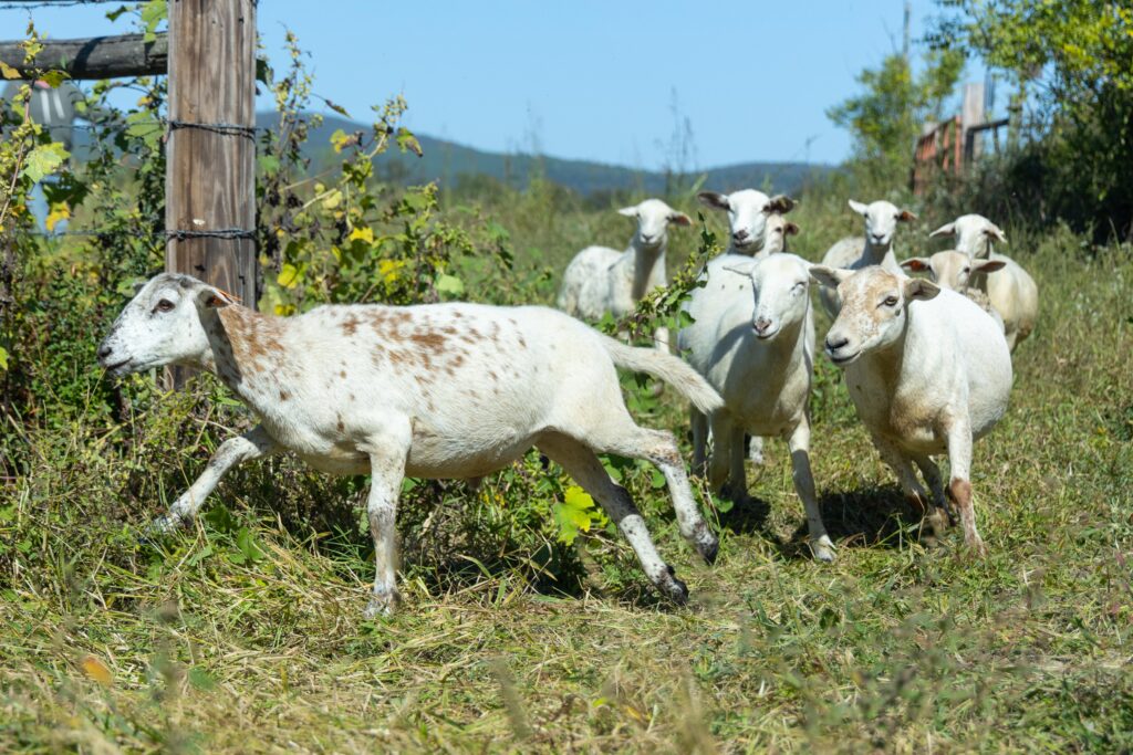 Sheep move through pasture at Heifer Ranch