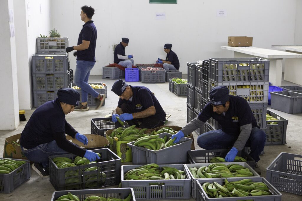 Heifer International - Ecuador, August, 2025. Future of Food Signature Program/Future of Food subproject (Project # EC1266). Puerto La Boca community, Jipijapa Canton, Manabí Province, Ecuador. Members of the community arrange and clean vegetables at the Puerto La Boca Collection Center in Puerto La Boca, Ecuador on August 9, 2025. The collection center organizes and delivers food to local students as part of a school feeding program.