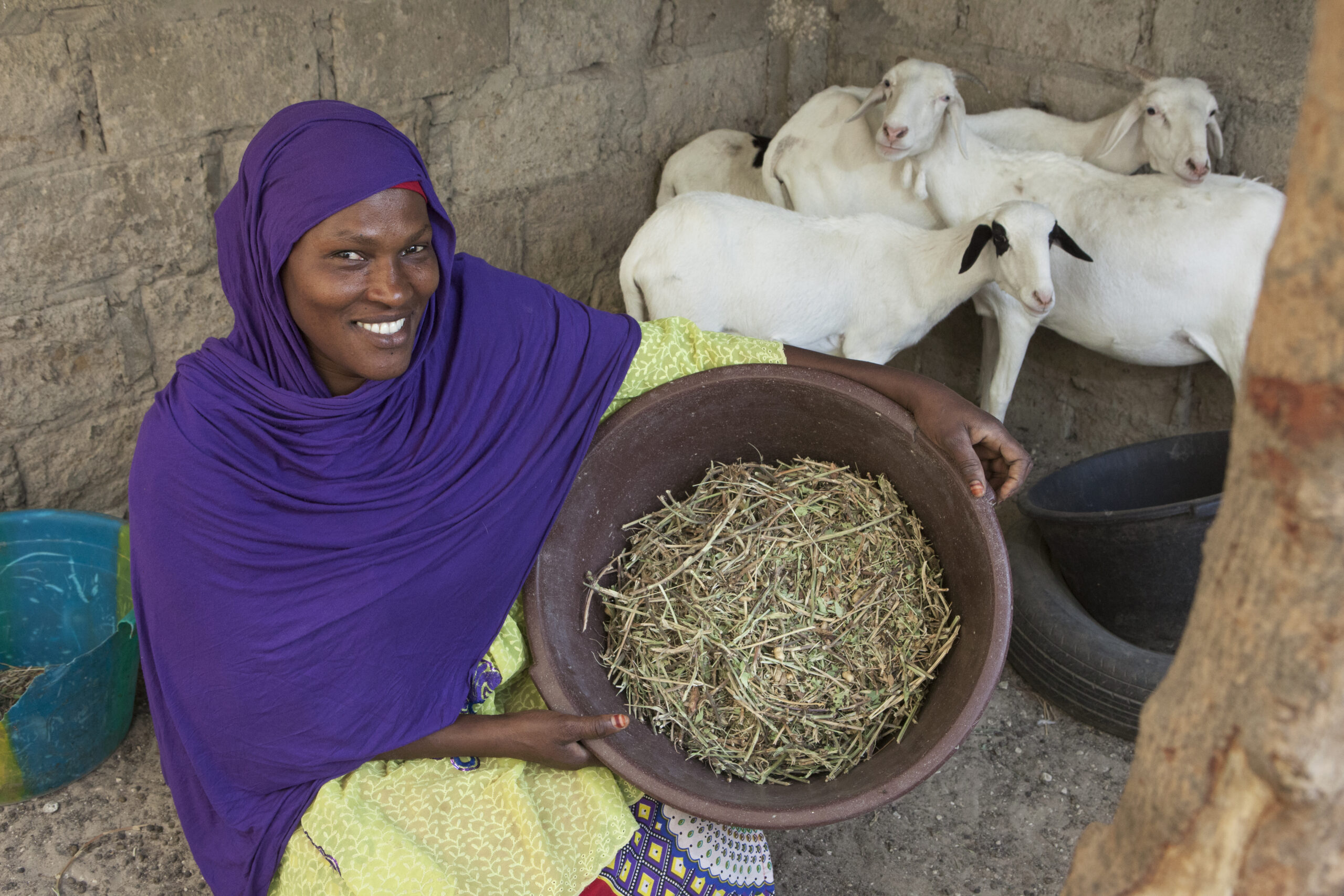 A woman holds fodder beside her sheep.