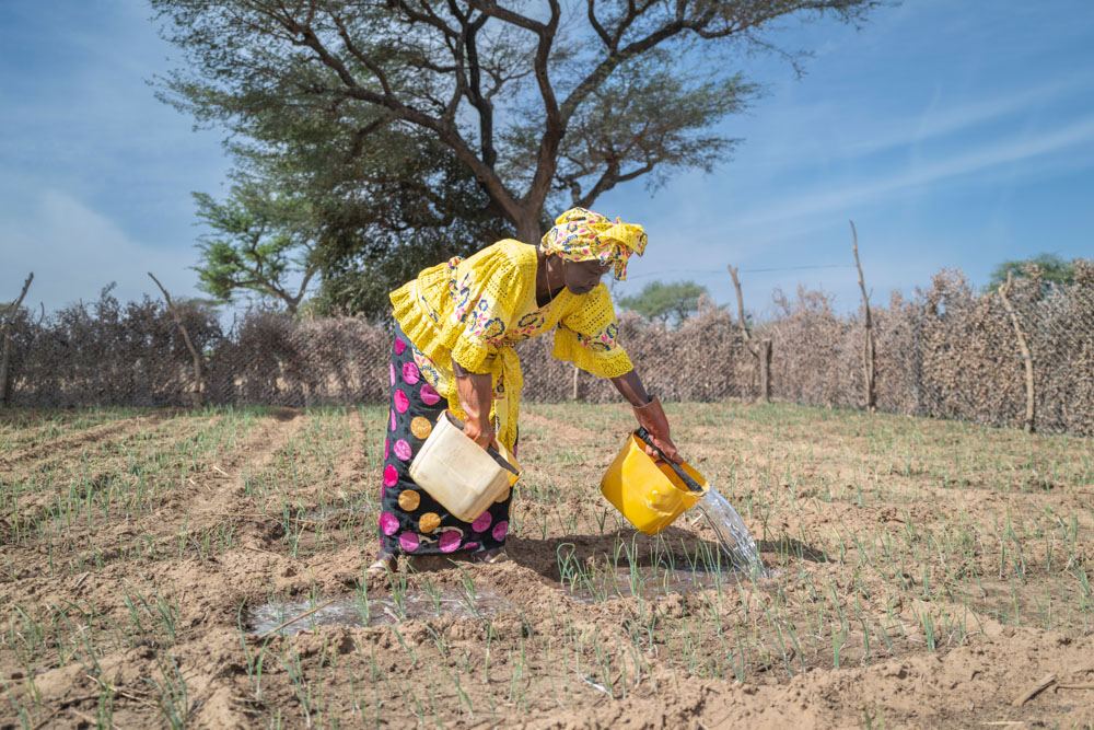 A woman in a colorful print garment waters a small onion farm under the harsh sun.