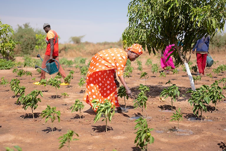 Woman farming in a field wearing an ethnic dress.