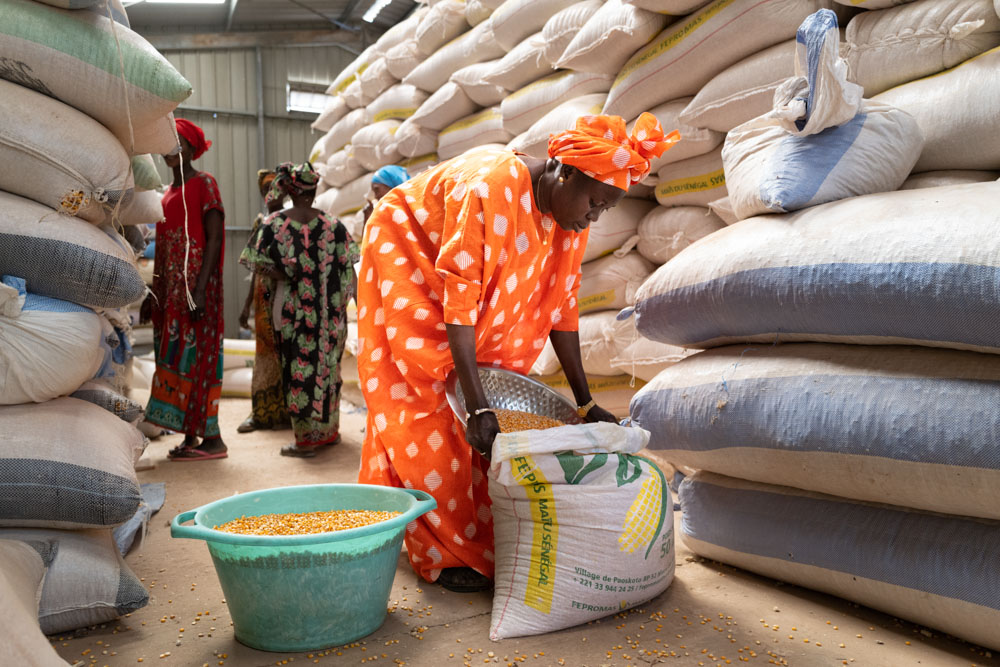 A woman in a vibrant orange dress scoops corn into a sack.