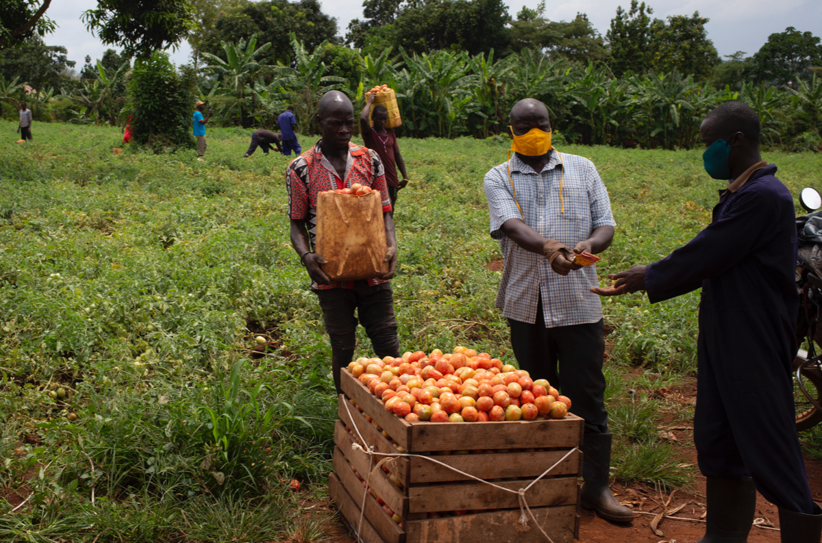 A Ugandan farmer trades a bag of ripe tomatoes for cash.