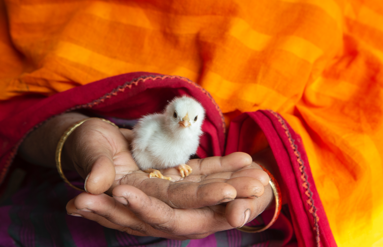A close up shot shows a woman's two hands holding a chick.