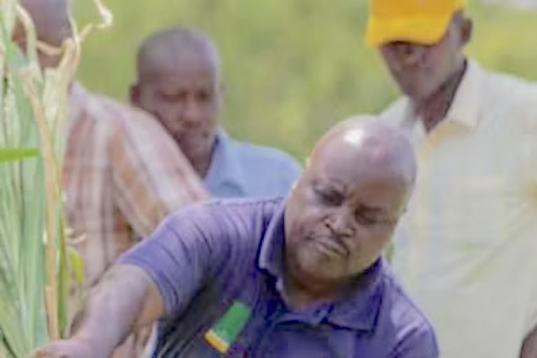 Man bending down to chop some long grass with men watching on.
