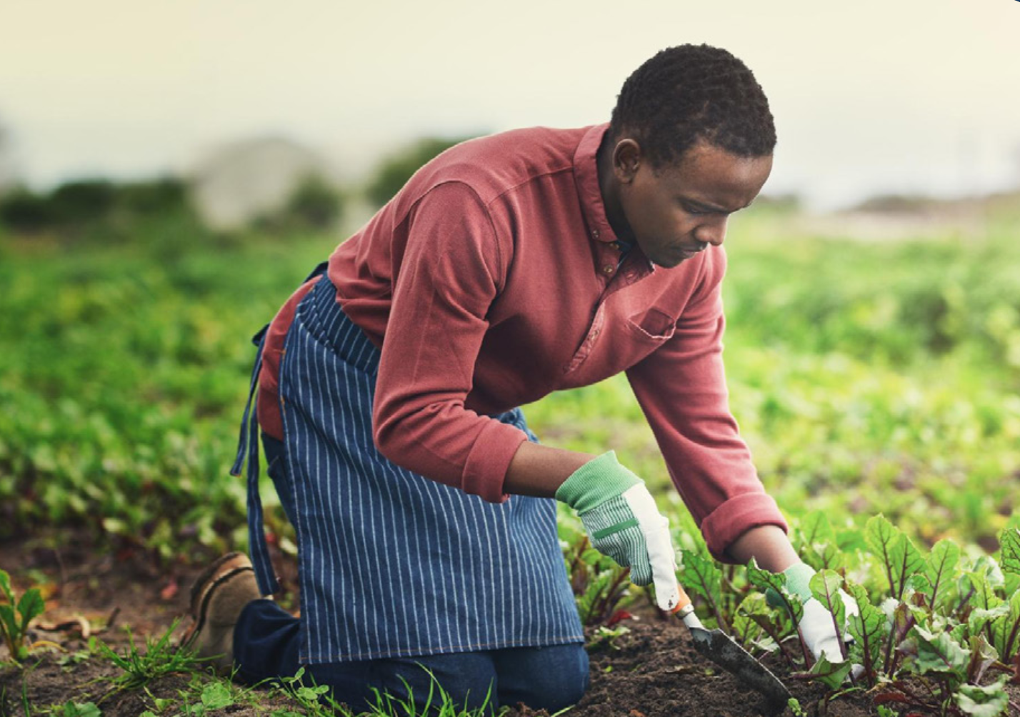 A farmer works in a field.