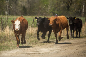 Four cows run along a dirt road toward the camera.
