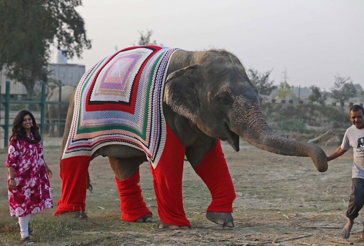 A cold snap in northern India in 2017 got these elephants hooked on crochet ensembles. Two people guide a smiling elephant, who wears crocheted attire.