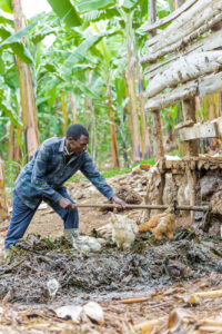 A man in a camouflaged shirt works on a farm surrounded by green banana plants.