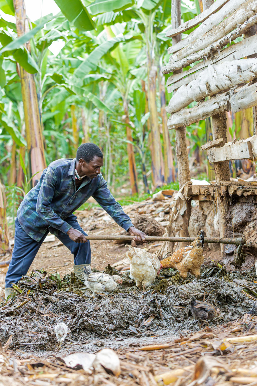 A man in a camouflaged shirt works on a farm surrounded by green banana plants.