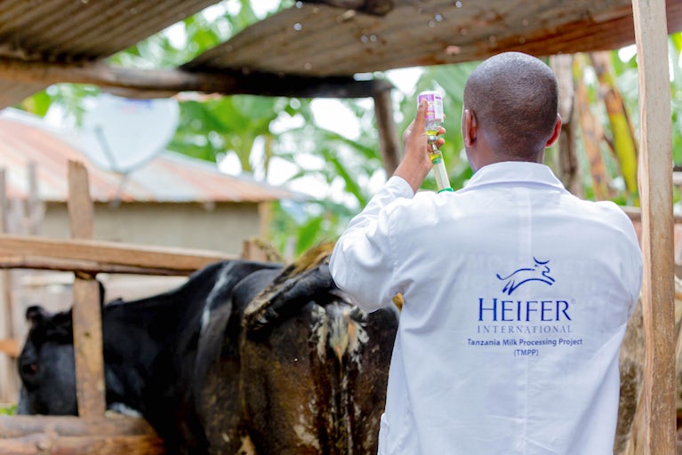 A veterinarian prepares medicine for a cow.