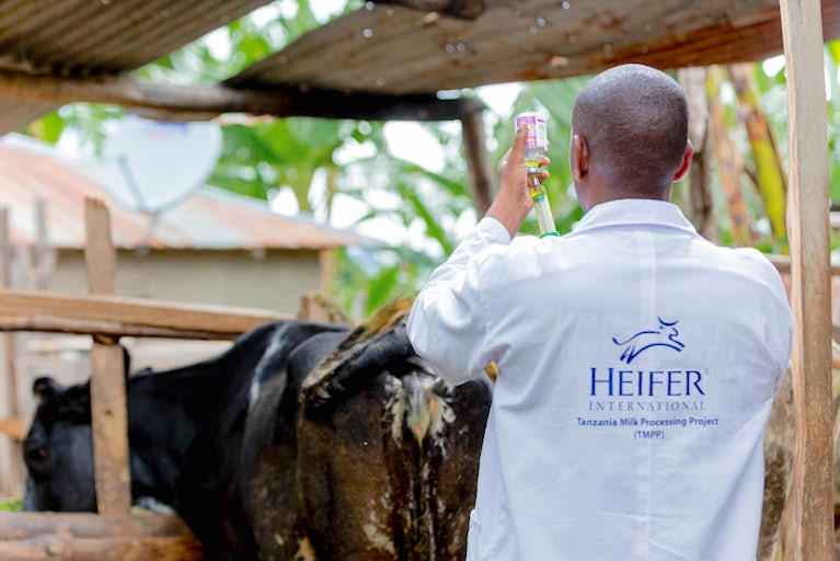 A veterinarian prepares medicine for a cow.