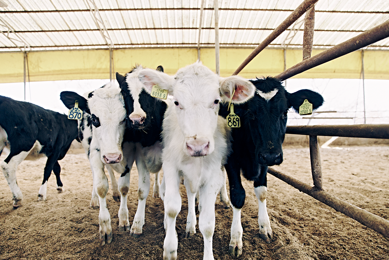 A close up shot of three cow.