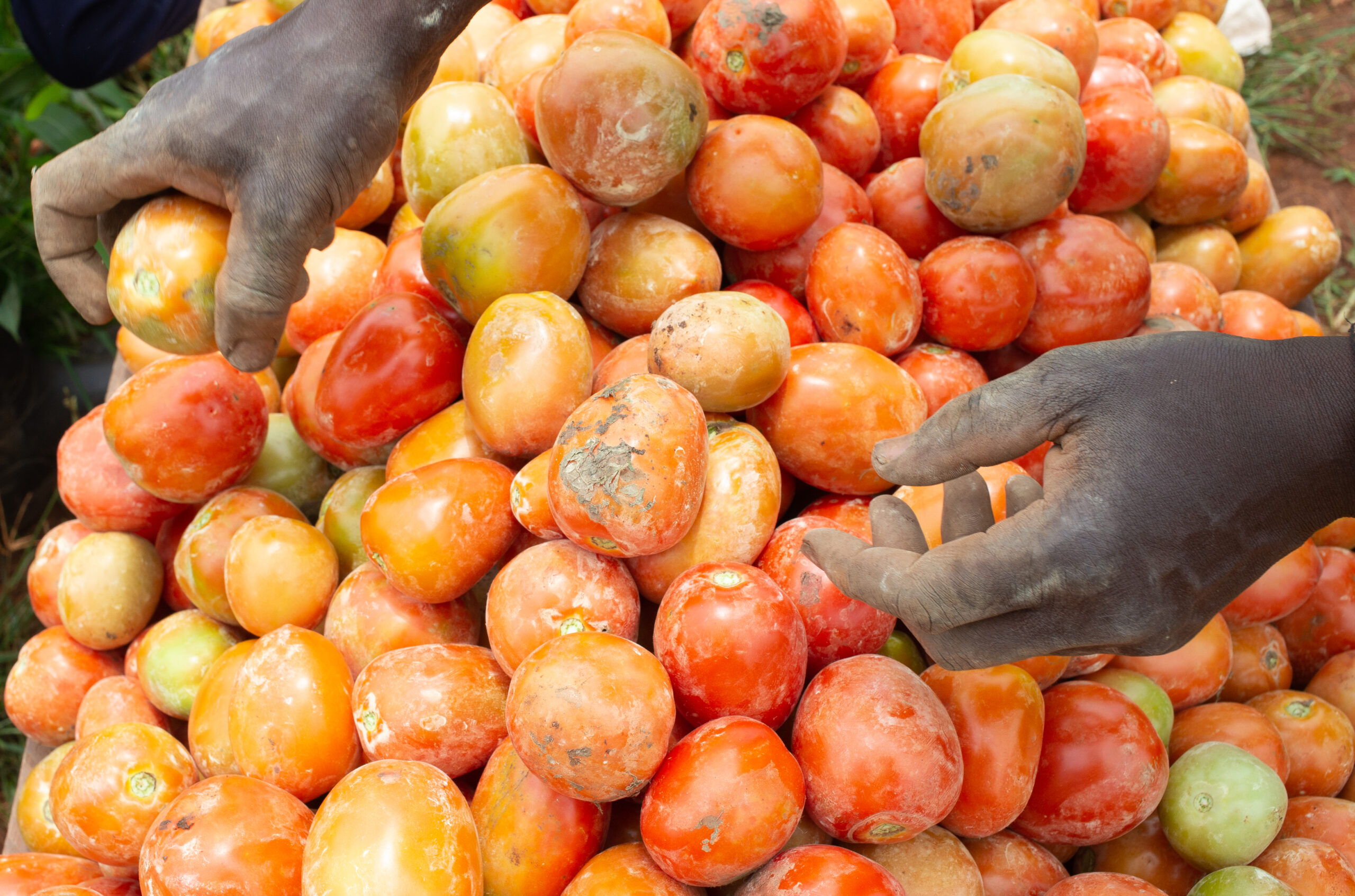 Two hands reach toward a pile of tomatoes.