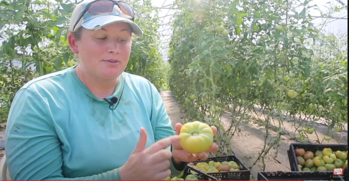A woman sitting in front of rows of growing tomato plants holds up a green tomato.