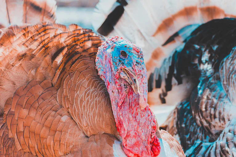 8 Facts You Didn't Know About Turkeys