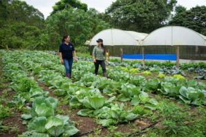 Two women walk through a field of cabbage with greenhouses in the background.