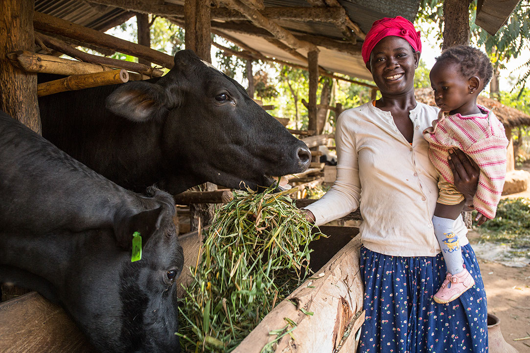 Woman holding a child and feeding a cow in a stable.