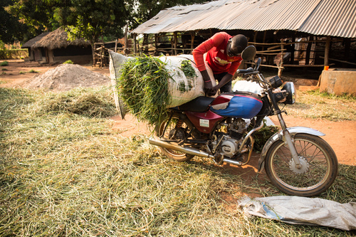 Ivan, one of Patrick and Bisentina's sons, unloads fodder that he’s harvested for the family's cows from his motorbike.